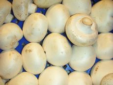 Champignons.JPG